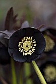 TWELVE NUNNS, LINCOLNSHIRE:  CLOSE UP OF FLOWER OF HELLEBORUS ORIENTALIS HYBRIDS HARVINGTON SINGLE BLACK, FLOWERS, FLOWERING, PERENNIALS