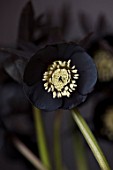 TWELVE NUNNS, LINCOLNSHIRE:  CLOSE UP OF FLOWER OF HELLEBORUS ORIENTALIS HYBRIDS HARVINGTON SINGLE BLACK, FLOWERS, FLOWERING, PERENNIALS