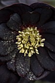 TWELVE NUNNS, LINCOLNSHIRE:  CLOSE UP OF FLOWER OF HELLEBORUS ORIENTALIS HYBRIDS HARVINGTON DOUBLE BLACK, FLOWERS, FLOWERING, PERENNIALS
