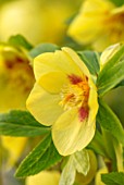 TWELVE NUNNS, LINCOLNSHIRE:  CLOSE UP OF FLOWER OF HELLEBORUS ORIENTALIS HYBRIDS HARVINGTON YELLOW WITH GOLDEN NECTARINES AND MAROON FLARE, FLOWERS, FLOWERING, PERENNIALS