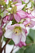 TWELVE NUNNS, LINCOLNSHIRE:  CLOSE UP OF FLOWER OF HELLEBORUS ORIENTALIS HYBRIDS HARVINGTON REBEKAH, FLOWERS, FLOWERING, PERENNIALS, PINK, PALE