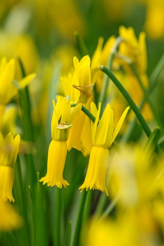 TWELVE_NUNNS_LINCOLNSHIRE_CLOSE_UP_OF_DAFFODIL__NARCISSUS_CYCLAMINEUS_YELLOW_BULBS_FLOWERS_SPRING_FL