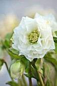 HERTFORDSHIRE HELLEBORES, LORNA JONES: HELLEBORUS HYBRIDUS WHITE DOUBLE, PERENNIALS, FLOWERS, FLOWERING, WINTER, SPRING, PETALS, BLOOMS, LENTEN ROSE