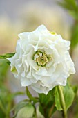 HERTFORDSHIRE HELLEBORES, LORNA JONES: HELLEBORUS HYBRIDUS WHITE DOUBLE, PERENNIALS, FLOWERS, FLOWERING, WINTER, SPRING, PETALS, BLOOMS, LENTEN ROSE