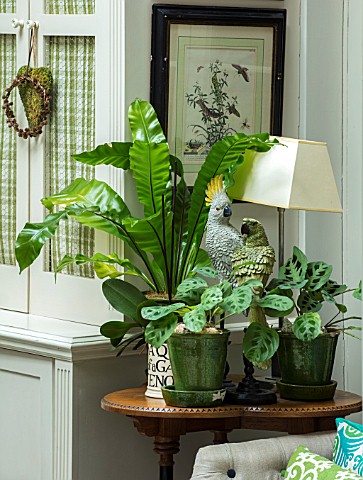BUTTER_WAKEFIELD_HOUSE_LONDON_CONSERVATORY__GREEN_GLAZED_CONTAINERS_WITH_PRAYER_PLANTS_LAMP_BIRDS_ON