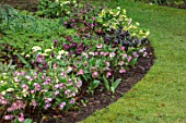 KAPUNDA PLANTS, BATH: LAWN WITH BORDER OF HELLEBORES. LENTEN, HELLEBORES, PERENNIALS, BORDERS, BEDS, FLOWERBEDS, GROUNDCOVER, MARCH, LATE WINTER, EARLY SPRING