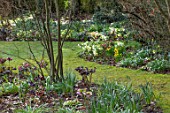 KAPUNDA PLANTS, BATH: LAWN, HELLEBORES. LENTEN, PERENNIALS, BORDERS, BEDS, FLOWERBEDS, GROUNDCOVER, MARCH, LATE WINTER, EARLY SPRING, SNOWDROPS, DAFFODILS, SKIMMIA