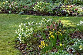 KAPUNDA PLANTS, BATH: LAWN, HELLEBORES. LENTEN, PERENNIALS, BORDERS, BEDS, FLOWERBEDS, GROUNDCOVER, MARCH, LATE WINTER, EARLY SPRING, SNOWDROPS, DAFFODILS, SKIMMIA
