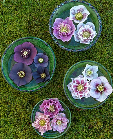 KAPUNDA_PLANTS_BATH_GREEN_MOROCCAN_BOWLS_WITH_HELLEBORES_FLOATING_ON_WATER_MOSS_GREEN_PINK_BLACK_PUR