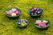 KAPUNDA PLANTS, BATH. GREEN MOROCCAN BOWLS WITH HELLEBORES FLOATING ON WATER. MOSS, GREEN, PINK, BLACK, PURPLE, WHITE, PEACH, APRICOT, FLOWERS, MARCH, FLOWERHEADS, LENTEN