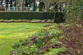 KAPUNDA PLANTS, BATH: LAWN WITH BORDER OF HELLEBORES. LENTEN, HELLEBORES, PERENNIALS, BORDERS, BEDS, FLOWERBEDS, GROUNDCOVER, MARCH, LATE WINTER, EARLY SPRING, YEW, HEDGE, HEDGING