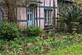 OLD COUNTRY FARM, WORCESTERSHIRE: BRICK PATH COVERED IN MOSS BESIDE HOUSE WITH HELEN BALLARD HELLEBORE BORDER OF HELLEBORUS X HYBRIDUS. PERENNIALS, BORDERS, MARCH