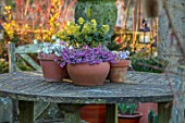 JOHN MASSEY GARDEN, ASHWOOD NURSERIES, WORCESTERSHIRE: WOODEN GARDEN TABLE, CONTAINERS - SKIMMIA JAPONICA FINCHY, HEPATICAS AND HEATHER- ERICA CARNEA MARCH SEEDLING, DISPLAYED