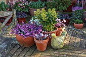 JOHN MASSEY GARDEN, ASHWOOD NURSERIES, WORCESTERSHIRE: WOODEN GARDEN TABLE, CONTAINERS - SKIMMIA JAPONICA FINCHY, HEPATICAS AND HEATHER- ERICA CARNEA MARCH SEEDLING, DISPLAYED