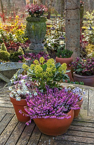 JOHN_MASSEY_GARDEN_ASHWOOD_NURSERIES_WORCESTERSHIRE_WOODEN_GARDEN_TABLE_CONTAINERS__SKIMMIA_JAPONICA