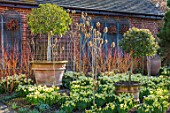 JOHN MASSEY GARDEN, ASHWOOD NURSERIES, WORCESTERSHIRE: BORDER WITH DAFFODILS - NARCISSUS TRENA, AGM, SPRING, MARCH, TERRACOTTA CONTAINERS, VIBURNUMS, CORNUS, YELLOW, FLOWERS