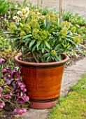 JOHN MASSEY GARDEN, ASHWOOD NURSERIES, WORCESTERSHIRE: CONTAINER WITH SKIMMIA KEW GREEN. SPRING, MARCH