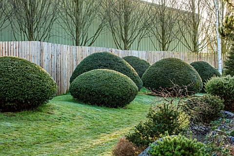 JOHN_MASSEY_GARDEN_ASHWOOD_NURSERIES_WORCESTERSHIRE_WOODEN_FENCES_FENCING_LAWN_CLIPPED_TOPIARY_YEW_T