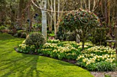 JOHN MASSEY GARDEN, ASHWOOD NURSERIES, WORCESTERSHIRE: BORDER WITH BLUE GLAZED CONTAINER, TULIPS, MARCH, NARCISSUS TRENA, AGM, SPRING, LAWN, BEDS, FLOWERBEDS, BULBS