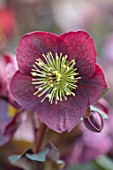 JOHN MASSEY GARDEN, ASHWOOD NURSERIES, WORCESTERSHIRE: PLANT PORTRAIT OF HELLEBORE - HELLEBORUS RODNEY DAVEY MARBLED GROUP REANNAS RUBY. RED, FLOWERS, FLOWERING, PERENNIALS
