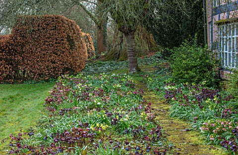 OLD_COUNTRY_FARM_WORCESTERSHIRE_BRICK_PATH_COVERED_IN_MOSS_BESIDE_HOUSE_WITH_HELEN_BALLARD_HELLEBORE