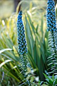 SKOPOS DESIGN, CORFU: PLANT PORTRAIT OF ECHIUM WEBBII. BLUE, FLOWERS, FLOWERING, MEDITERRANEAN, GREECE, PERENNIALS, SPIRES, TALL