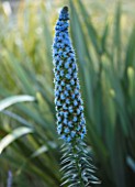 SKOPOS DESIGN, CORFU: PLANT PORTRAIT OF ECHIUM WEBBII. BLUE, FLOWERS, FLOWERING, MEDITERRANEAN, GREECE, PERENNIALS, SPIRES, TALL