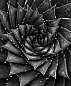 BKLACK AND WHITE CLOSE UP ABSTRACT IMAGE OF ALOE POLYPHYLLA. PATTERN, GREEN, LEAVES, FOLIAGE, CACTI, SUCCUL;ENTS, SPIKES, PRICKLY, SPIKY