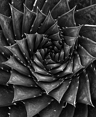 BKLACK_AND_WHITE_CLOSE_UP_ABSTRACT_IMAGE_OF_ALOE_POLYPHYLLA_PATTERN_GREEN_LEAVES_FOLIAGE_CACTI_SUCCU