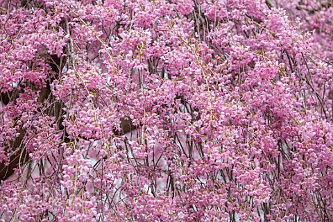 CLOSE_UP_PLANT_PORTRAIT_OF_PRUNUS_SUBHIRTELLA_PENDULA_RUBRA_SPRING_FLOWERS_FLOWERING_TREES_PINK_BLOS