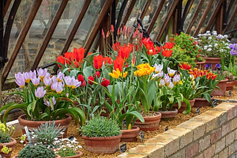 CAMBRIDGE_UNIVERSITY_BOTANICAL_GARDEN_THE_NATIONAL_COLLECTION_OF_SPECIES_TULIP_IN_THE_ALPINE_HOUSE_F