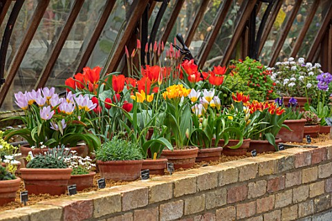 CAMBRIDGE_UNIVERSITY_BOTANICAL_GARDEN_THE_NATIONAL_COLLECTION_OF_SPECIES_TULIP_IN_THE_ALPINE_HOUSE_F