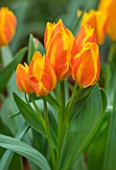 CAMBRIDGE UNIVERSITY BOTANICAL GARDEN: PLANT PORTRAIT OF SPECIES TULIP - TULIPA HEWERI. FLOWERS, SPRING, BULBS, ORANGE, YELLOW, FLOWERING
