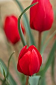 CAMBRIDGE UNIVERSITY BOTANICAL GARDEN: PLANT PORTRAIT OF SPECIES TULIP - TULIPA MONTANA. FLOWERS, SPRING, RED, FLOWERING