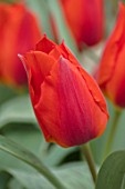 CAMBRIDGE UNIVERSITY BOTANICAL GARDEN: PLANT PORTRAIT OF SPECIES TULIP - TULIPA GREIGII CAPE COD. FLOWERS, SPRING, RED, FLOWERING