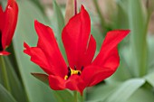 CAMBRIDGE UNIVERSITY BOTANICAL GARDEN: PLANT PORTRAIT OF SPECIES TULIP - TULIPA UNDULATIFOLIA. FLOWERS, SPRING, RED, FLOWERING