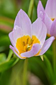 CAMBRIDGE UNIVERSITY BOTANICAL GARDEN: PLANT PORTRAIT OF SPECIES TULIP - TULIPA SAXATALIS ( BAKERI GROUP ) LILAC WONDER. FLOWERS, SPRING, PINK, YELLOW, FLOWERING