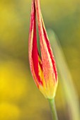 CAMBRIDGE UNIVERSITY BOTANICAL GARDEN: PLANT PORTRAIT OF SPECIES TULIP - TULIPA CORNUTA. FLOWERS, SPRING, PINK, YELLOW, FLOWERING, ACUMINATA