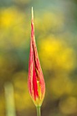 CAMBRIDGE UNIVERSITY BOTANICAL GARDEN: PLANT PORTRAIT OF SPECIES TULIP - TULIPA CORNUTA. FLOWERS, SPRING, PINK, YELLOW, FLOWERING, ACUMINATA