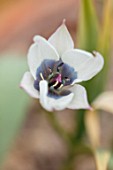CAMBRIDGE UNIVERSITY BOTANICAL GARDEN: PLANT PORTRAIT OF SPECIES TULIP - TULIPA HUMILIS ALBA CAERULEA ( OCULATA ). FLOWERS, SPRING, GREY, CREAM, WHITE, FLOWERING