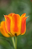 CAMBRIDGE UNIVERSITY BOTANICAL GARDEN: PLANT PORTRAIT OF SPECIES TULIP - TULIPA GREIGII REGELS VARIETY ( SYN. T. GREIGII AUREA }. FLOWERS, SPRING, ORANGE, YELLOW, FLOWERING