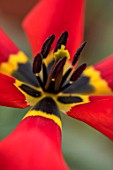 CAMBRIDGE UNIVERSITY BOTANICAL GARDEN: PLANT PORTRAIT OF SPECIES TULIP - TULIPA UNDULATIFOLIA. FLOWERS, SPRING, RED, FLOWERING, BLACK, YELLOW