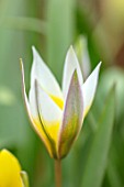 CAMBRIDGE UNIVERSITY BOTANICAL GARDEN: PLANT PORTRAIT OF SPECIES TULIP - TULIPA SYLVESTRIS SUBSP. AUSTRALIS. FLOWERS, SPRING, BULBS, WHITE, YELLOW, FLOWERING