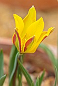CAMBRIDGE UNIVERSITY BOTANICAL GARDEN: PLANT PORTRAIT OF SPECIES TULIP - TULIPA TETRAPHYLIA. FLOWERS, SPRING, YELLOW, ORANGE, FLOWERING