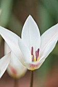 CAMBRIDGE UNIVERSITY BOTANICAL GARDEN: PLANT PORTRAIT OF SPECIES TULIP - TULIPA CLUSIANA VAR. STELLATA FLOWERS, SPRING, PALE, WHITE, CREAM, PINK, PASTEL, FLOWERING