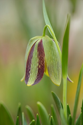 CLOSE_UP_PLANT_PORTRAIT_OF_BROWN_BRONZE_GREEN_FLOWERS_OF_FRITILLARIA_HERMONIS_SSP_AMANA_SPRING_BULBS