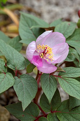 CLOSE_UP_PLANT_PORTRAIT_OF_PAEONIA_CAMBESSEDESII_PINK_FLOWERS_FLOWERING_APRIL_PERENNIALS_PETALS_PEON