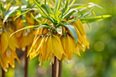 ASCOT SPRING GARDEN SHOW: PLANT PORTRAIT OF YELLOW, ORANGE FLOWERS OF FRITILLARY - FRITILLARIA IMPERIALIS