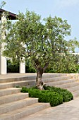 PORTO HELI, GREECE, DESIGNER THOMAS DOXIADIS: VILLA GARDEN. OLIVE TREE GROWING OUT OF STEPS WITH ROSEMARY. GREEK, LANDSCAPE, VILLAS