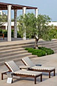 PORTO HELI, GREECE, DESIGNER THOMAS DOXIADIS: VILLA GARDEN. OLIVE TREE GROWING OUT OF STEPS WITH ROSEMARY. GREEK, LANDSCAPE, VILLAS, SUN LOUNGERS
